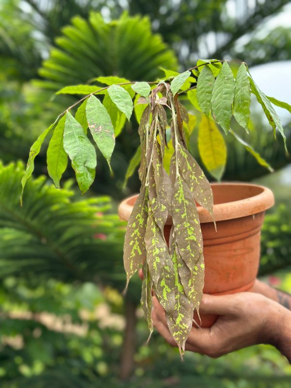 Brownea grandiceps SP from – Sri Lanka (5ft-8ft) - Image 3