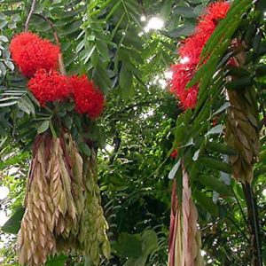 Brownea grandiceps SP from – Sri Lanka (5ft-8ft)