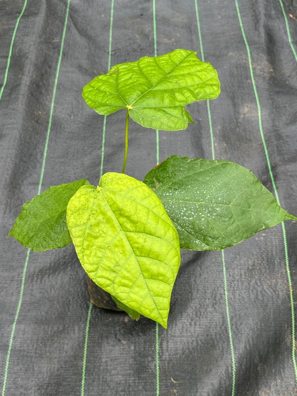Mocambo Fruit Plant - Image 5
