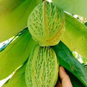 Mocambo Fruit Plant