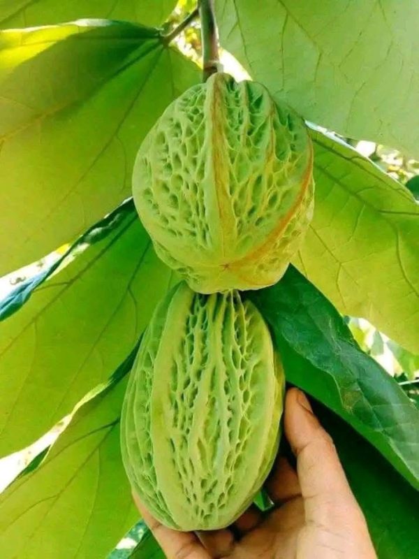 Mocambo Fruit Plant
