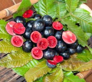 Rainforest Plum (Rare & Exotic) (upto 3ft)