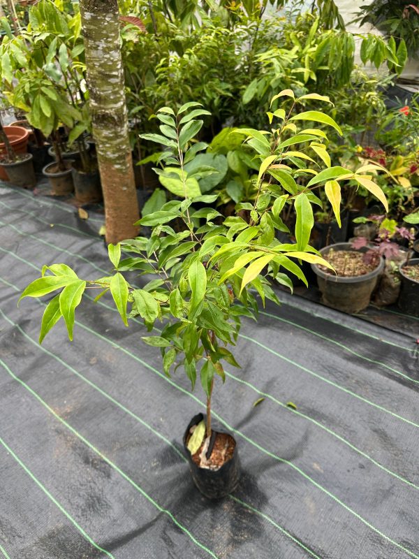 Rainforest Plum (Rare & Exotic) (upto 3ft) - Image 2