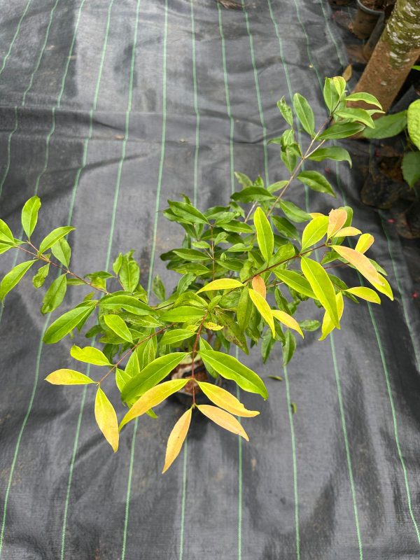 Rainforest Plum (Rare & Exotic) (upto 3ft) - Image 3