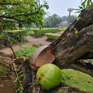 Beggar’s Bowl Tree(Gourd Tree,Kamandalu Tree)