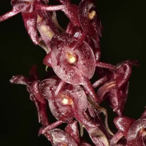Crepidium purpureum