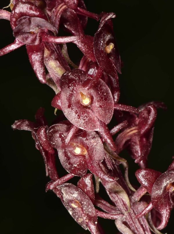 Crepidium purpureum