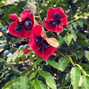 Majidea zanguebarica (Black Pearl Tree or Velvet Seed Tree)