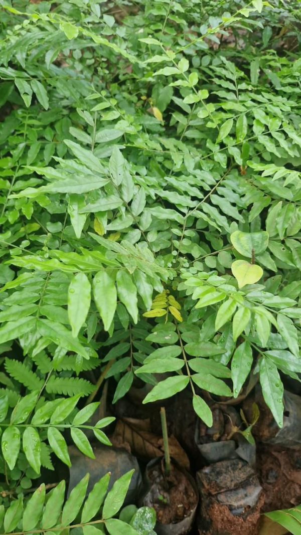 Majidea zanguebarica (Black Pearl Tree or Velvet Seed Tree) - Image 3