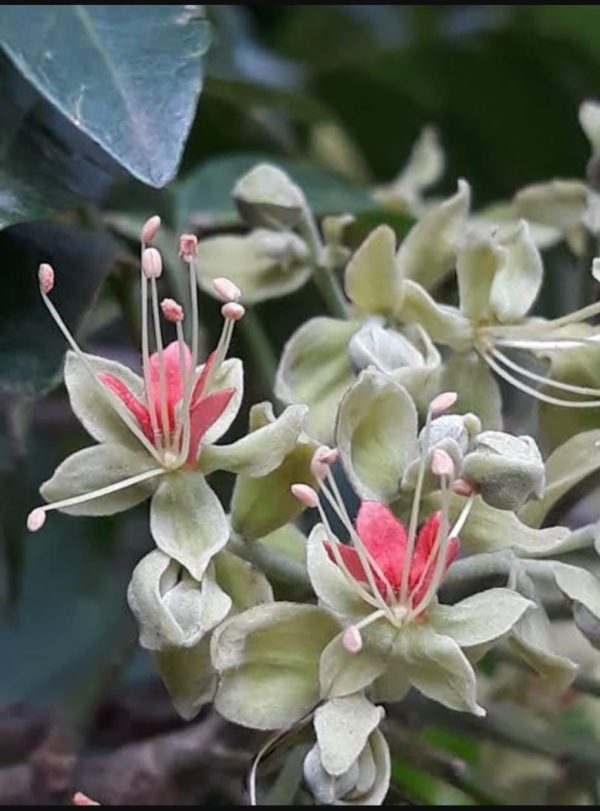 Majidea zanguebarica (Black Pearl Tree or Velvet Seed Tree) - Image 2