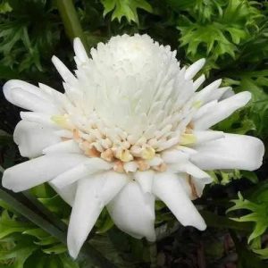 White Torch Ginger Rhizome/Etlingera Elatior (Single Shoot)
