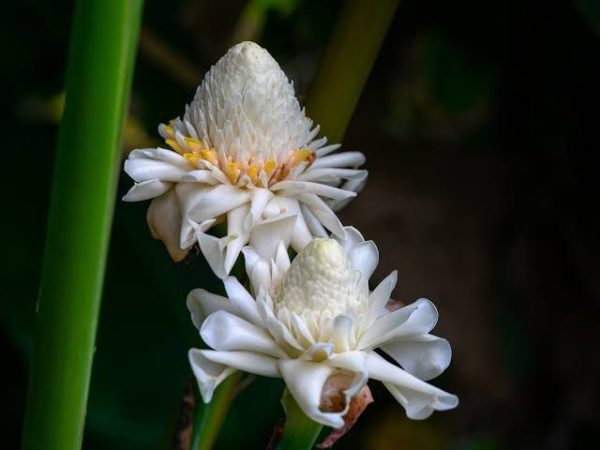 White Torch Ginger Rhizome/Etlingera Elatior (Single Shoot) - Image 2