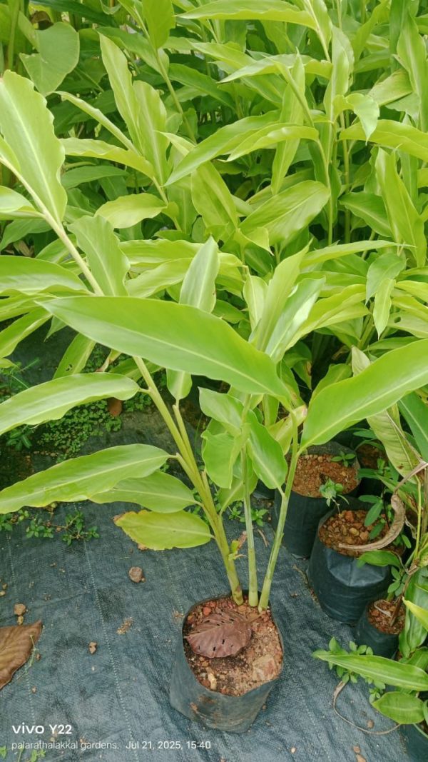 White Torch Ginger Rhizome/Etlingera Elatior (Single Shoot) - Image 4