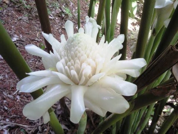 White Torch Ginger Rhizome/Etlingera Elatior (Single Shoot) - Image 3