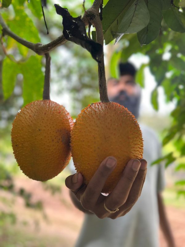 Gac fruit (Rare) - Image 2