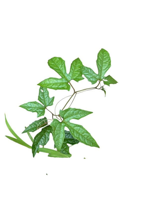Gac fruit (Rare) - Image 5