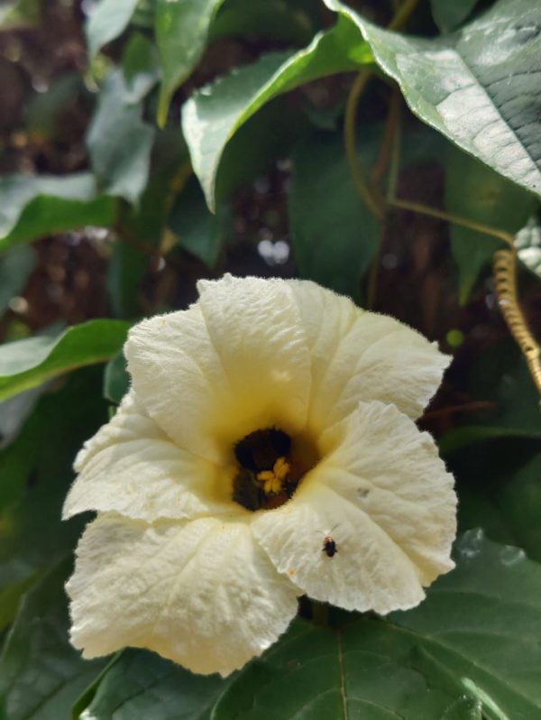 Gac fruit (Rare) - Image 4