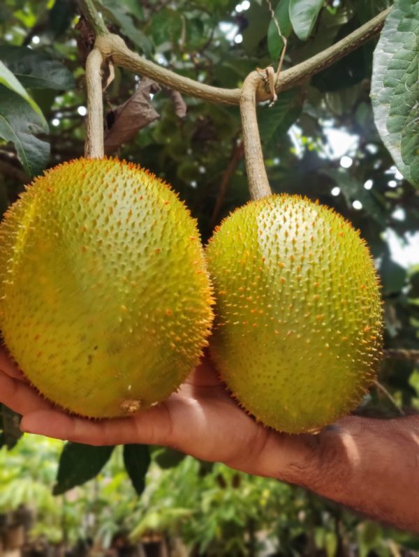 Gac fruit (Rare) - Image 3