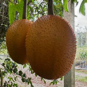 Gac fruit (Rare)
