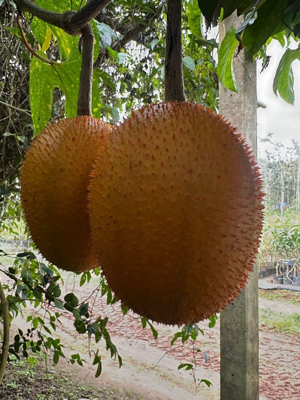 Gac fruit (Rare)