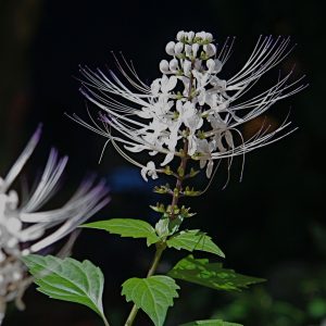 Orthosiphon aristatus