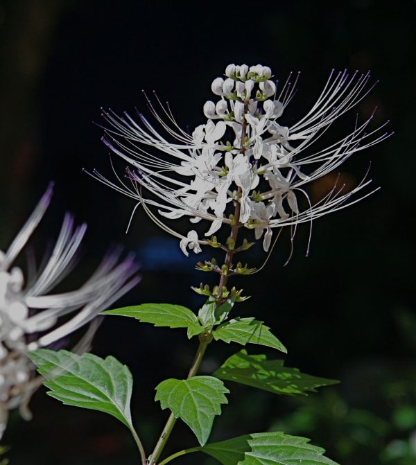 Orthosiphon aristatus