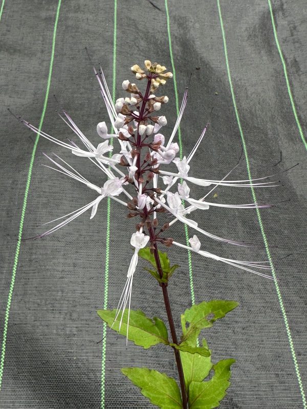 Orthosiphon aristatus - Image 3