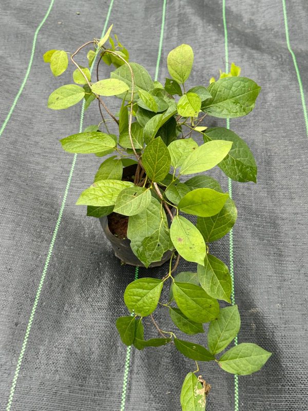 Cat's Claw Creeper - Image 3
