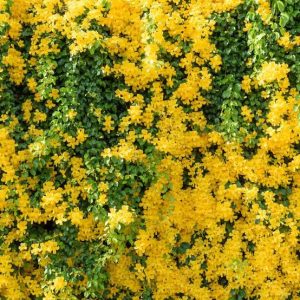 Cat's Claw Creeper