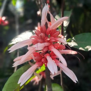 Calycacanthus Magnusianus