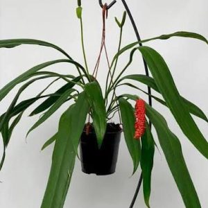 Anthurium Bakeri