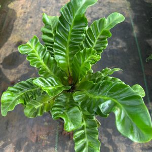 Cobra Fern