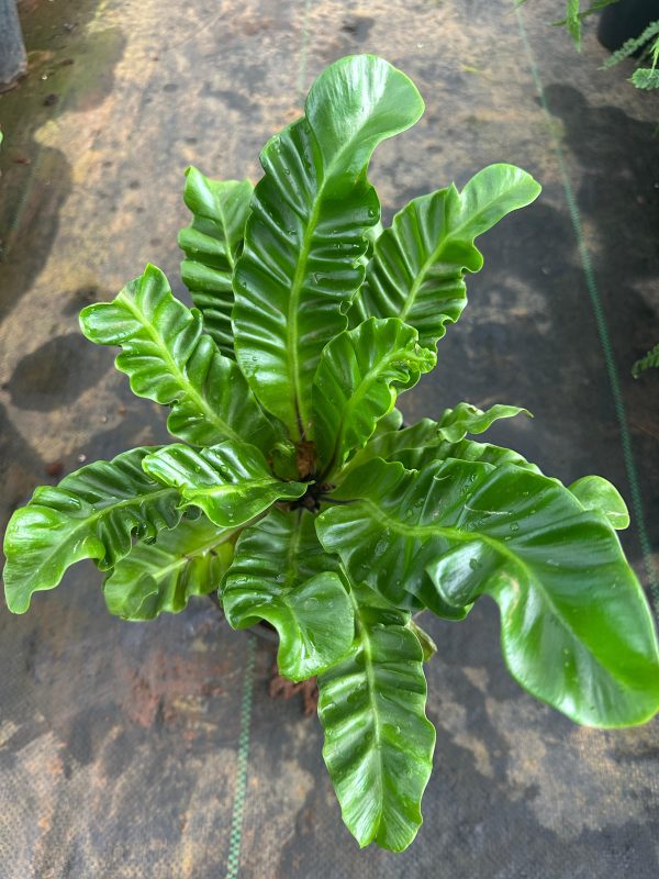 Cobra Fern