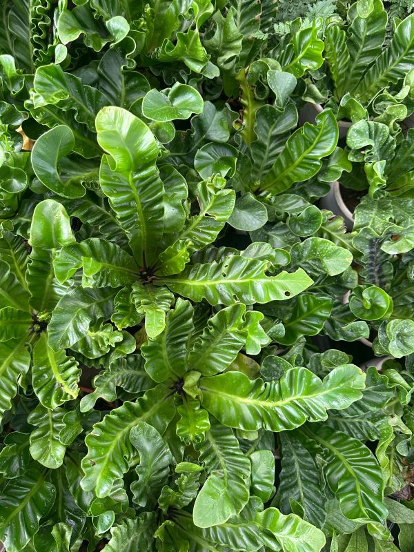 Cobra Fern - Image 2