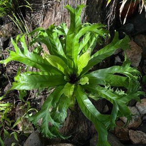 Asplenium 'Crissie Amy'