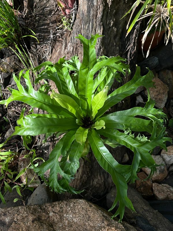 Asplenium 'Crissie Amy'