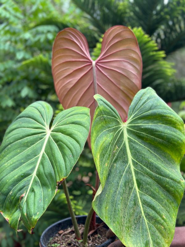 Philodendron Pink Glory - Image 2