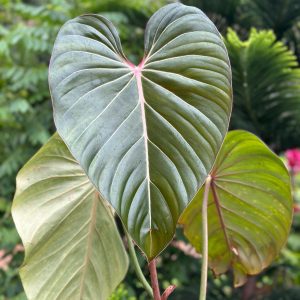 Philodendron Pink Glory