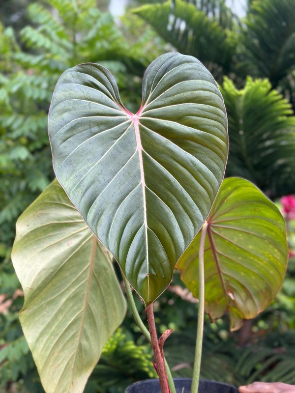 Philodendron Pink Glory