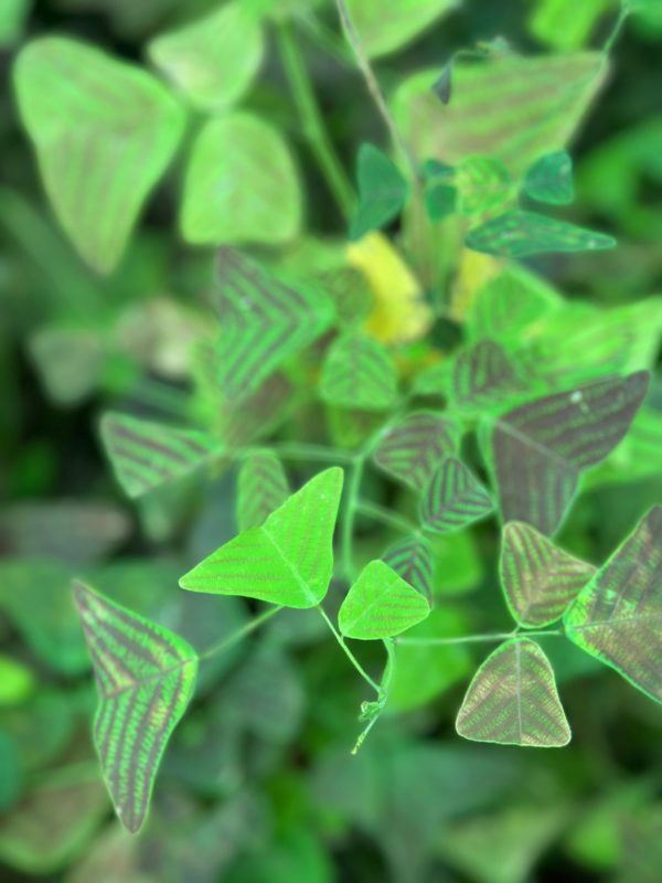 Christia Obcordata (Butterfly Wing plant) - Image 5