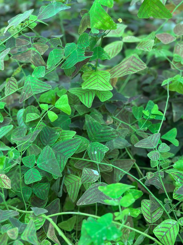 Christia Obcordata (Butterfly Wing plant) - Image 4