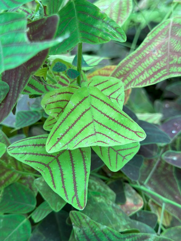 Christia Obcordata (Butterfly Wing plant) - Image 3