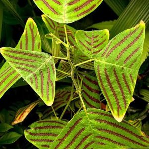 Christia Obcordata (Butterfly Wing plant)