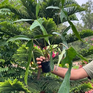 Philodendron longilobatum