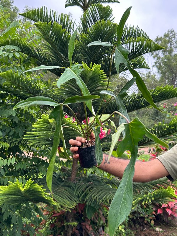 Philodendron longilobatum