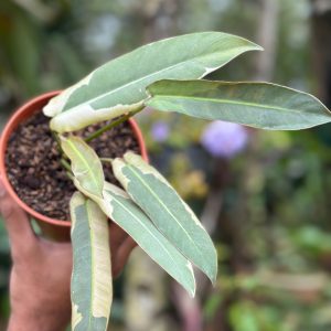 Philodendron 'Atabapoense Variegated'