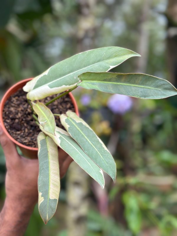 Philodendron 'Atabapoense Variegated'