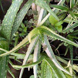 Aloe Vera Variegated
