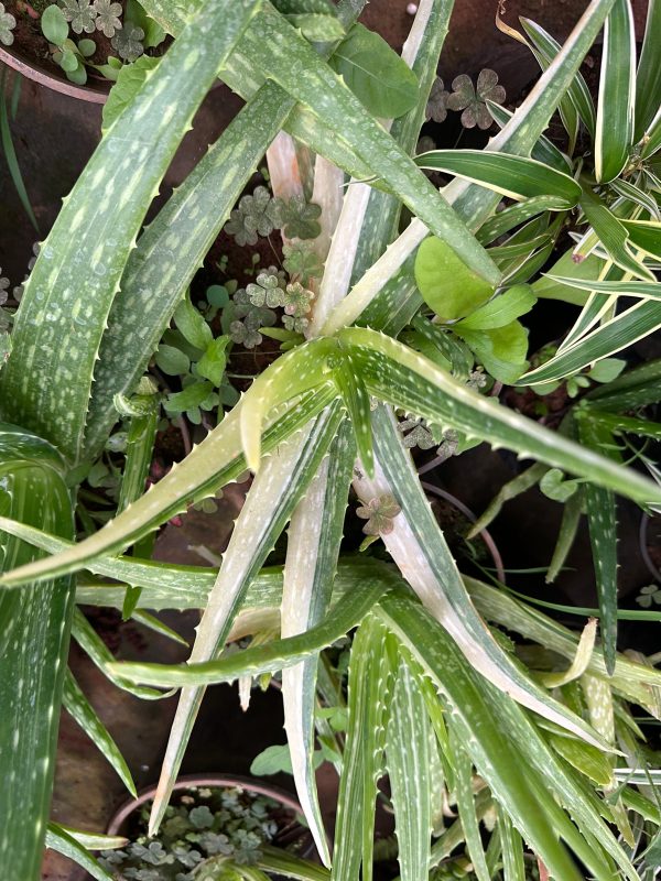 Aloe Vera Variegated