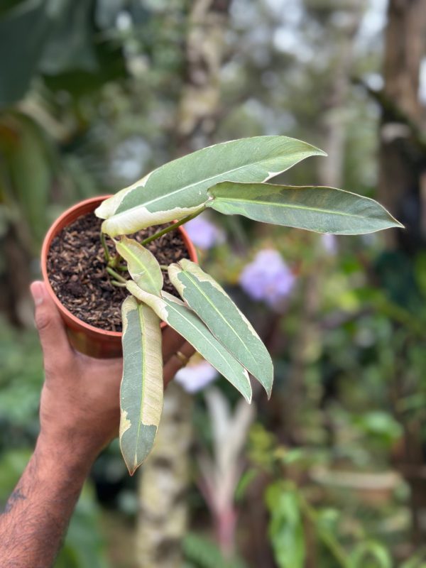 Philodendron 'Atabapoense Variegated' - Image 2